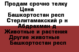 Продам срочно телку › Цена ­ 36 000 - Башкортостан респ., Стерлитамакский р-н, Абдрахман д. Животные и растения » Другие животные   . Башкортостан респ.